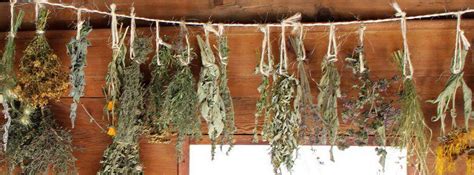 Séchage de plantes médicinales suspendues en bouquet