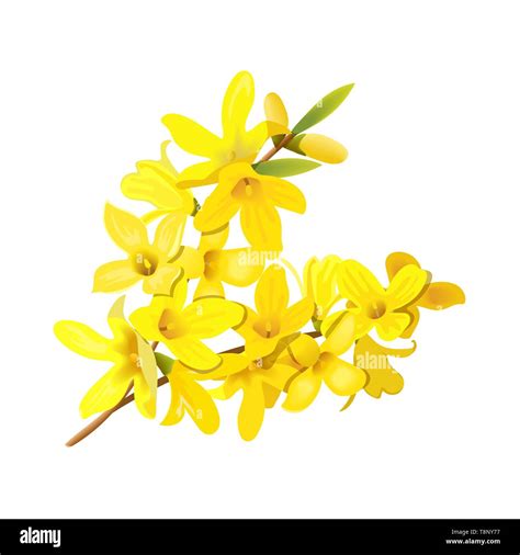 Illustration botanique de Forsythia suspensa avec ses fleurs jaunes printanières et ses fruits caractéristiques