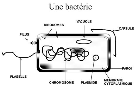 Schéma simplifié montrant le lien entre l'inhalation de la bactérie par le jardinage et la libération de sérotonine dans l'intestin.
