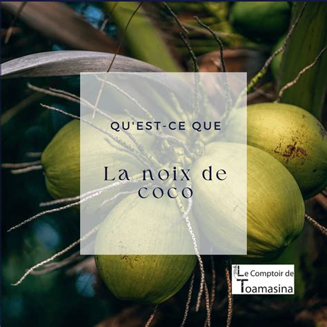 Infographie montrant le cycle de transformation de la noix de coco : de la récolte au paillis de fibres ou de coques