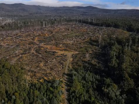 Vue panoramique d'une forêt exploitée sur la carte Goldcrest Valley avec des équipements forestiers en action