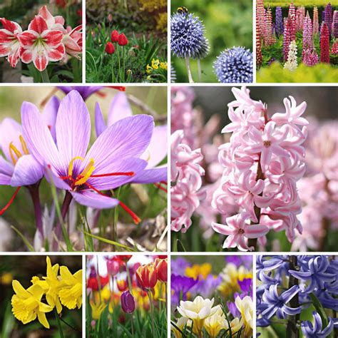 Aménagement paysager d'automne avec des bulbes à planter