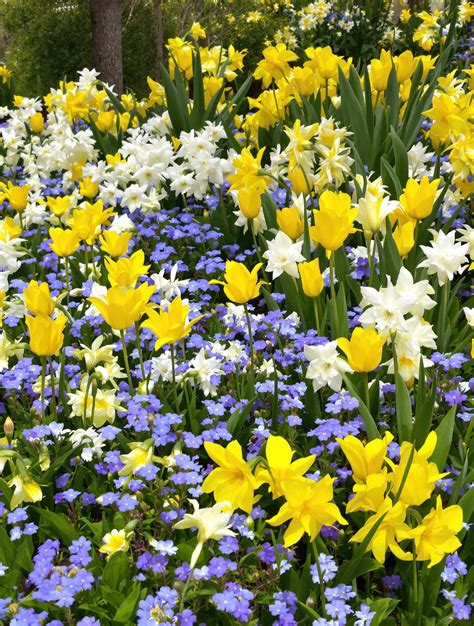 Jardin printanier avec une abondance de tulipes et de narcisses