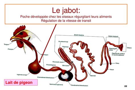 Illustration d'un jabot de poule et des objets pouvant l'obstruer