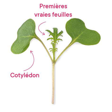 Cotylédons et premières feuilles de mâche