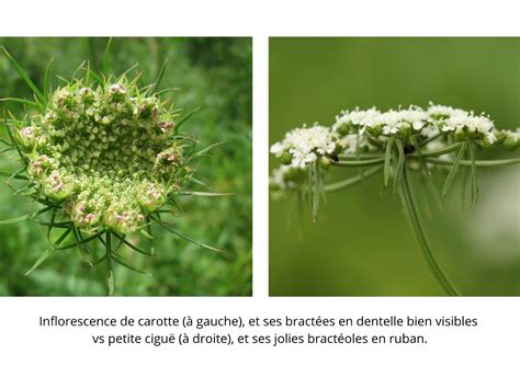 Comparaison entre la carotte sauvage et la ciguë pour une identification sûre