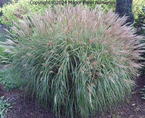 Miscanthus sinensis 'Yakushima Dwarf' dans un jardin