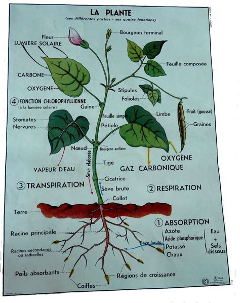 Illustration des parties toxiques de la plante