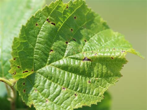 Noisetier avec feuilles affectées par une maladie cryptogamique