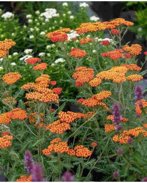 Achillea millefolium 'Walther Funcke' en pleine floraison