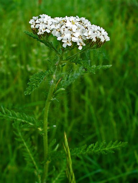Schéma des propriétés médicinales de l'Achillea millefolium