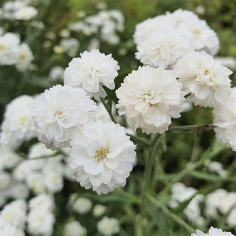 Infographie sur le rôle de l'Achillea en tant que plante mellifère