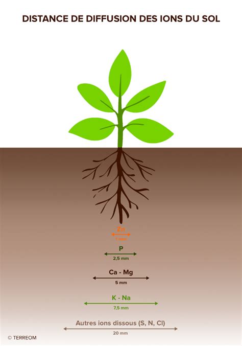 Schéma des rôles des oligo-éléments dans la plante de tomate