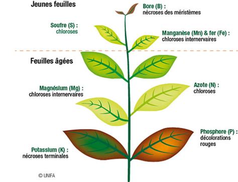 Diagramme des signes de carences en nutriments sur les feuilles de tomate