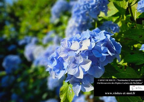 Illustration d'hortensias bleus éclatants en Bretagne