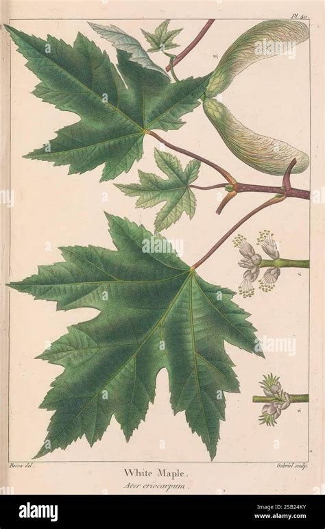 Illustration détaillée montrant les feuilles lobées et les samares de l'Acer monspessulanum