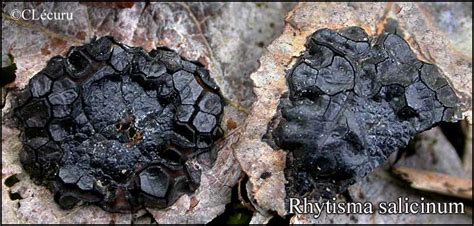 Schéma de prévention contre le Rhytisma salicinum sur les feuilles d'érable
