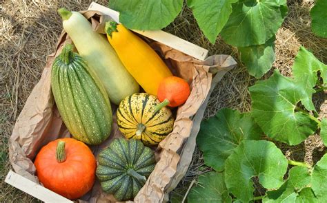 Producteur de courges dans son jardin
