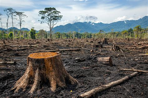 Répartition de la déforestation liée au soja en Amérique du Sud