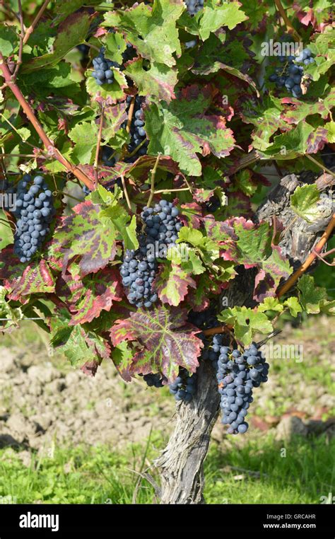 Grappes de raisin mûr sur la vigne