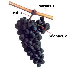 Structure d'une grappe de raisin