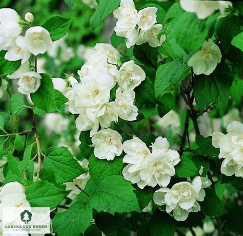 Illustration botanique de Philadelphus 'Virginal' avec ses fleurs blanches doubles