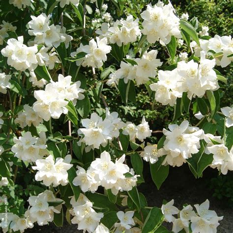 Gros plan sur les fleurs doubles et blanches du Seringat Virginal