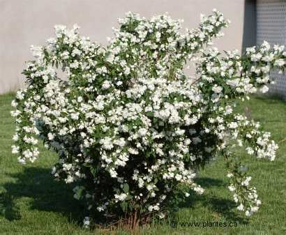 Schéma illustrant la technique de taille du Seringat Virginal