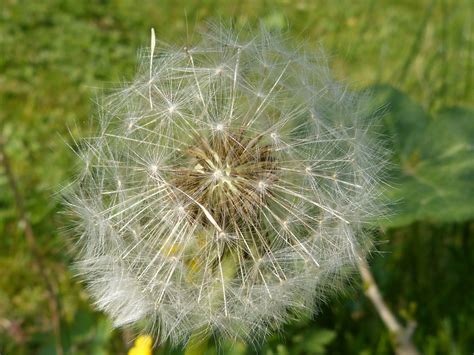 Pissenlit en fleur dans l'herbe