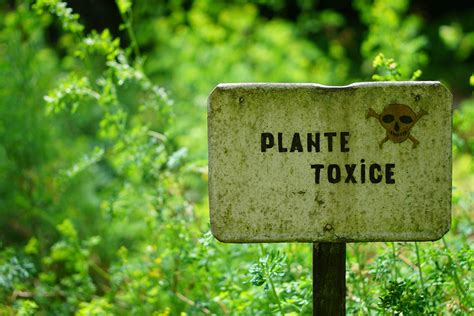 Image d'une étiquette d'avertissement sur les plantes toxiques