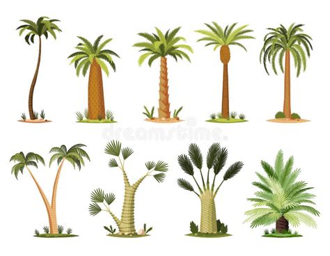 Illustration d'une variété d'arbres fruitiers tropicaux antillais