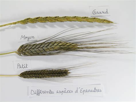 Comparaison entre épi de blé ancien et épi de blé moderne
