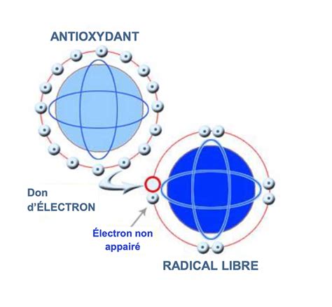 Diagramme expliquant les radicaux libres et les antioxydants