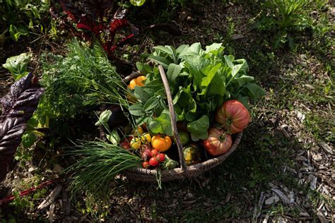 panier de petits fruits variés fraîchement cueillis