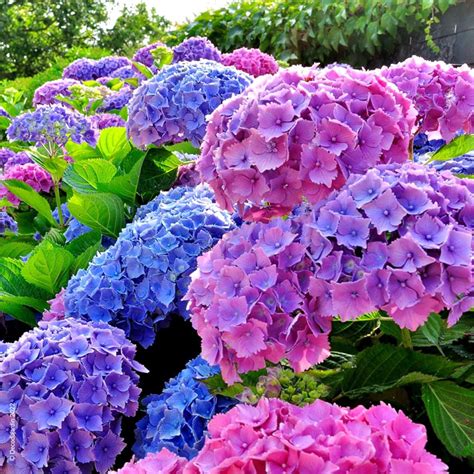 Hortensia parme mystérieux