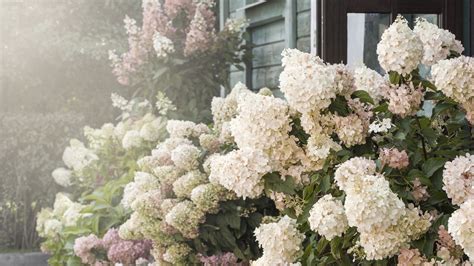 Aménagement paysager avec des hortensias bleus