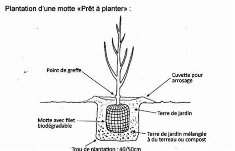 Schéma de plantation en butte