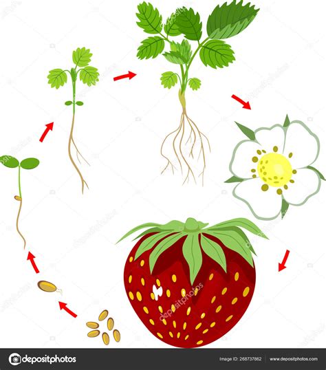 Schéma illustrant le cycle de vie du fraisier et ses besoins nutritionnels selon les saisons