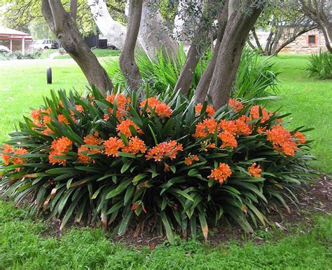 Clivia miniata en pleine floraison