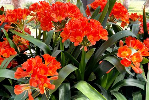 Gros plan sur les graines de Clivia en maturation