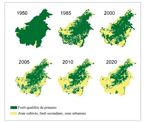Infographie montrant l'évolution de la déforestation à Bornéo due à l'huile de palme