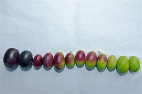 Différents stades de maturité des olives