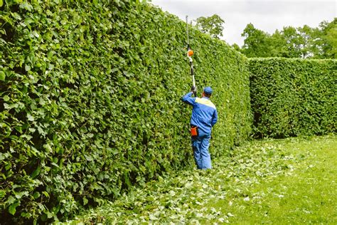Paysagiste taillant une haie parfaitement formée
