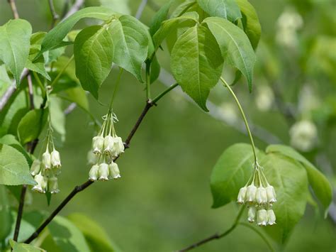 Illustration botanique de Staphylea trifolia