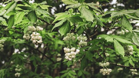 Jardin avec Staphylea en pleine floraison