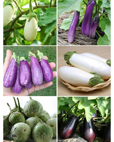 Diversité des formes et couleurs d'aubergines