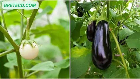 Variétés d'aubergines et leurs caractéristiques