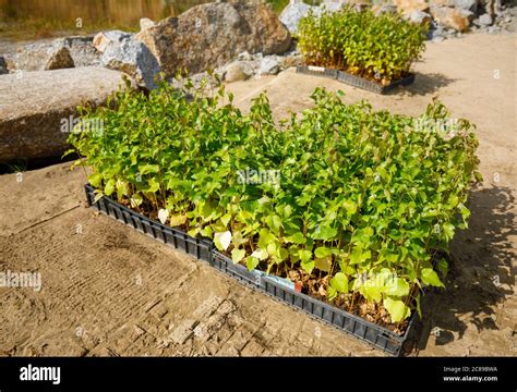 Jeunes plants d'aubergine prêts à être repiqués