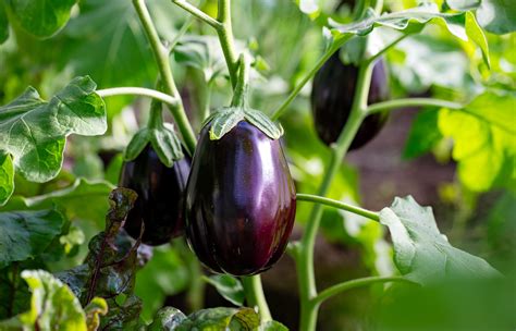 Arrosage régulier d'un plant d'aubergine