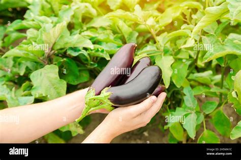 Récolte d'aubergines mûres